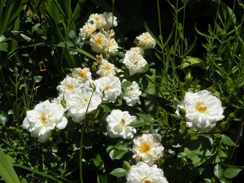 15 iun (8) - Trandafiri 2019