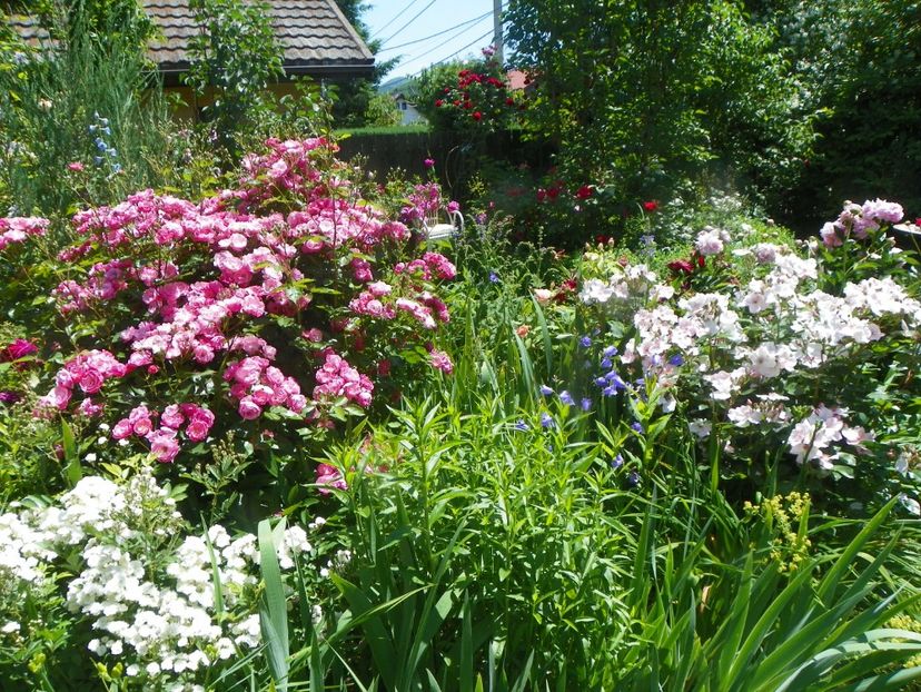 15 iun (11) - Gradina 2019