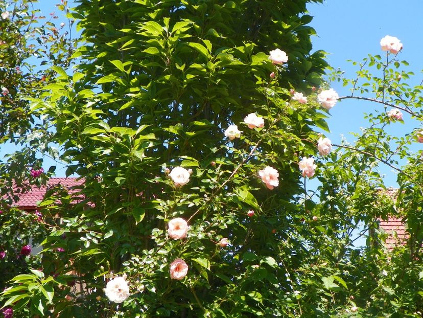 15 iun (12) - Trandafiri 2019