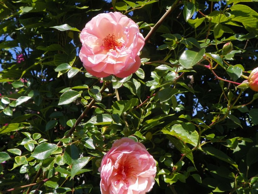 15 iun (13) - Trandafiri 2019