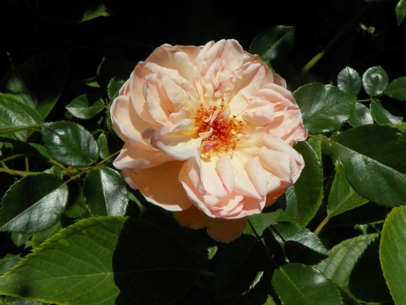 15 iun (14) - Trandafiri 2019