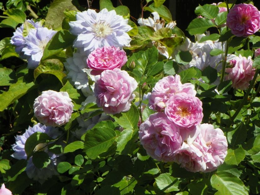 15 iun (18) - Trandafiri 2019