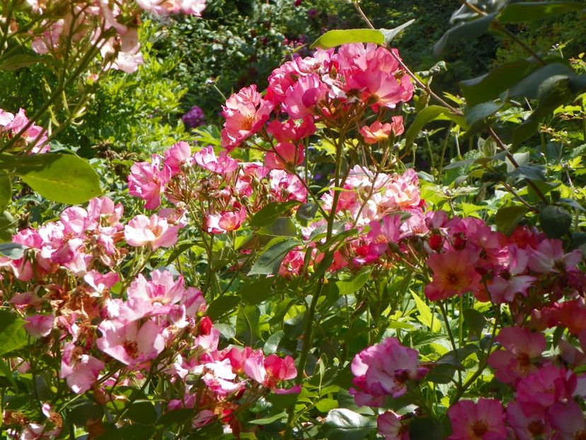 25 iun (1) - Trandafiri 2019