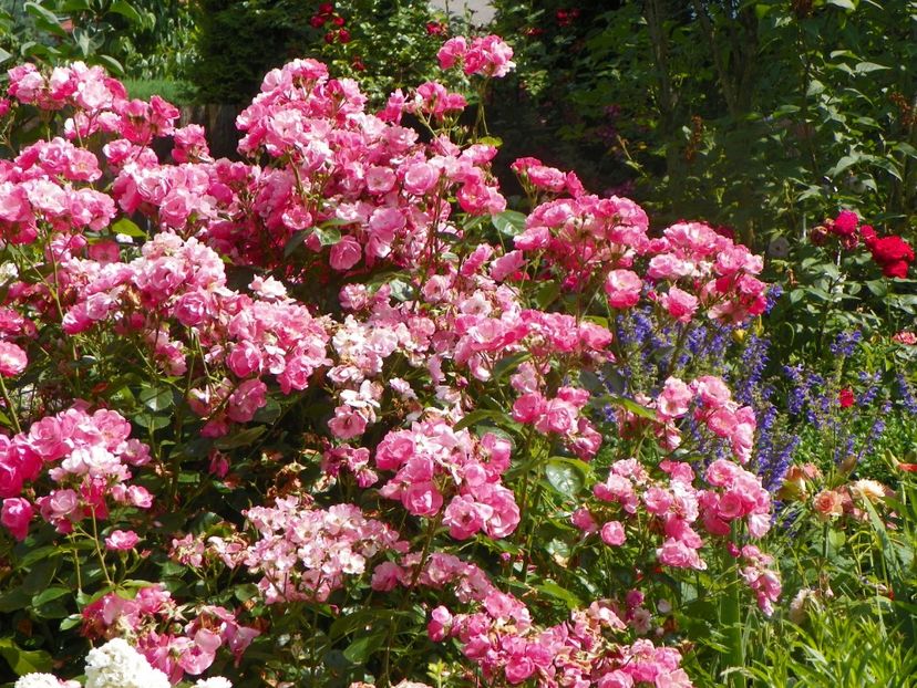 25 iun (2) - Trandafiri 2019