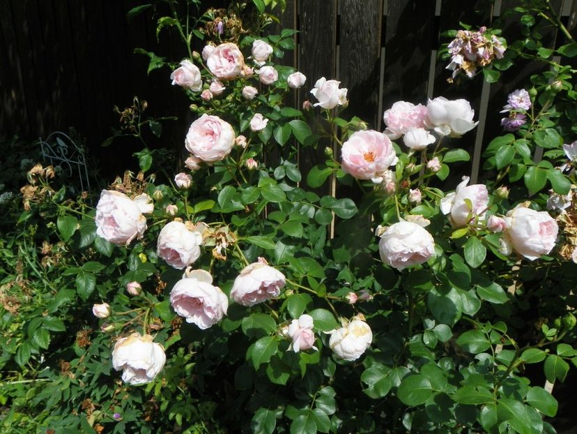 25 iun (10) - Trandafiri 2019