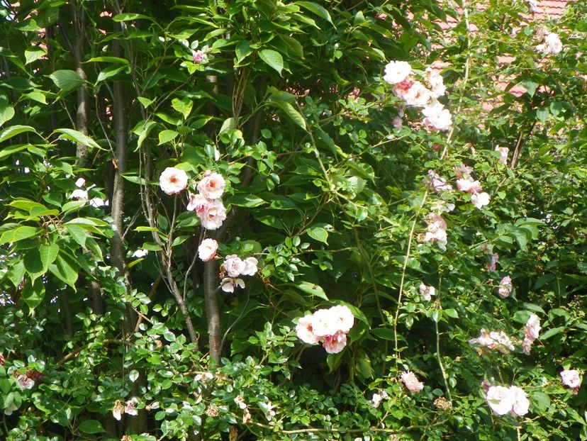 25 iun (19) - Trandafiri 2019