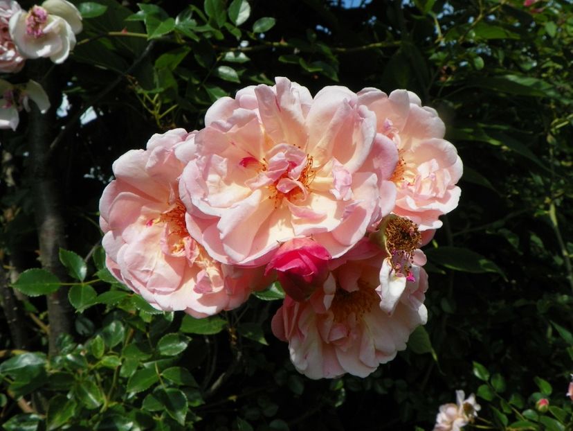 25 iun (20) - Trandafiri 2019