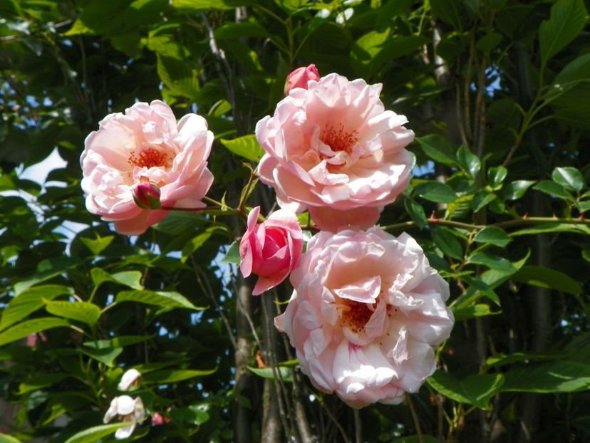 25 iun (21) - Trandafiri 2019