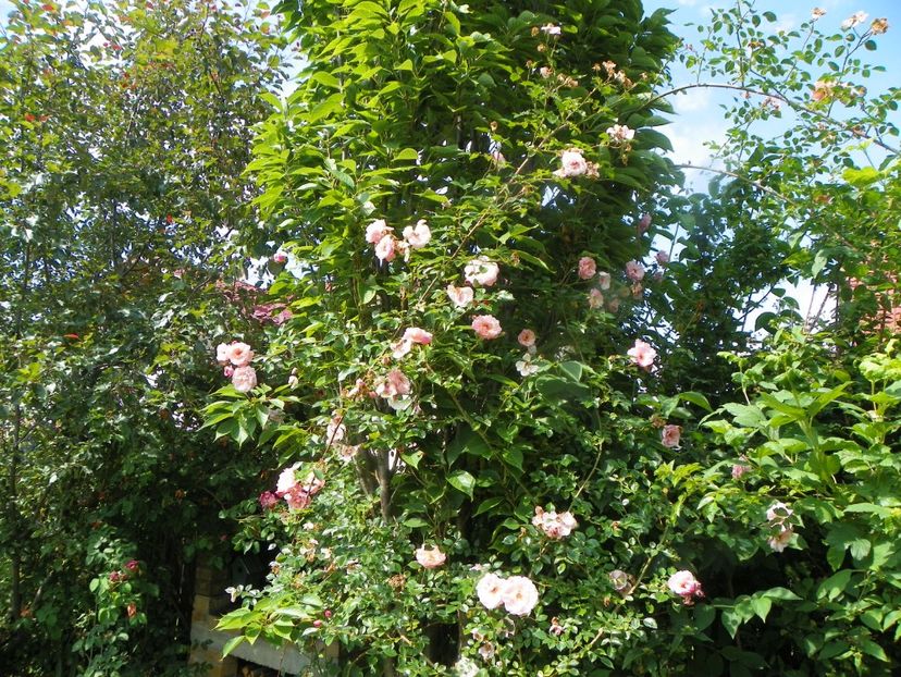 25 iun (23) - Trandafiri 2019