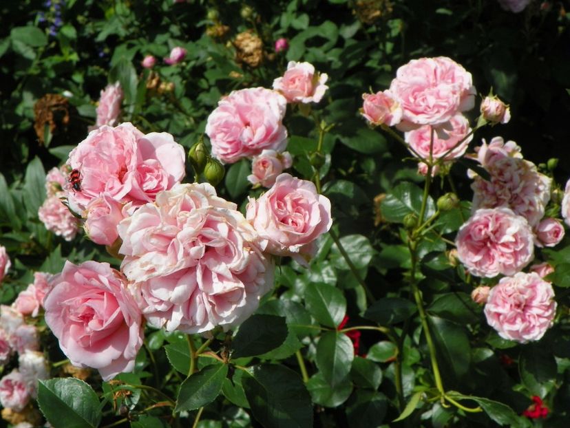 25 iun (26) - Trandafiri 2019