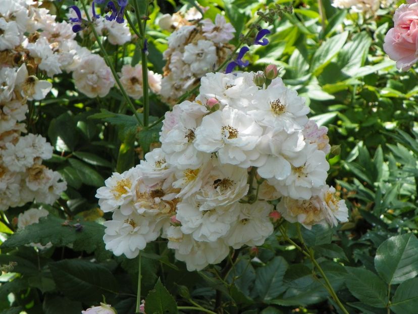 25 iun (27) - Trandafiri 2019