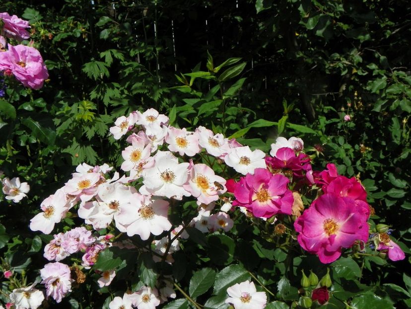 25 iun (30) - Trandafiri 2019