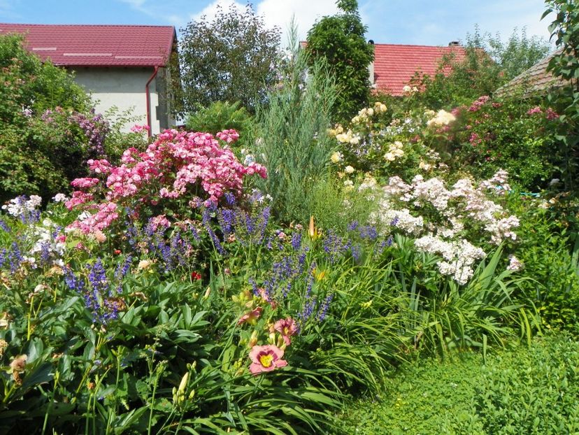 25 iun (5) - Gradina 2019