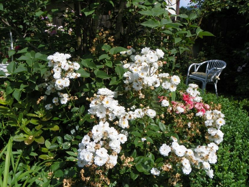 25 iun (6) - Gradina 2019