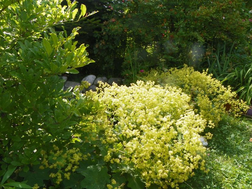 25 iun (8) - Gradina 2019