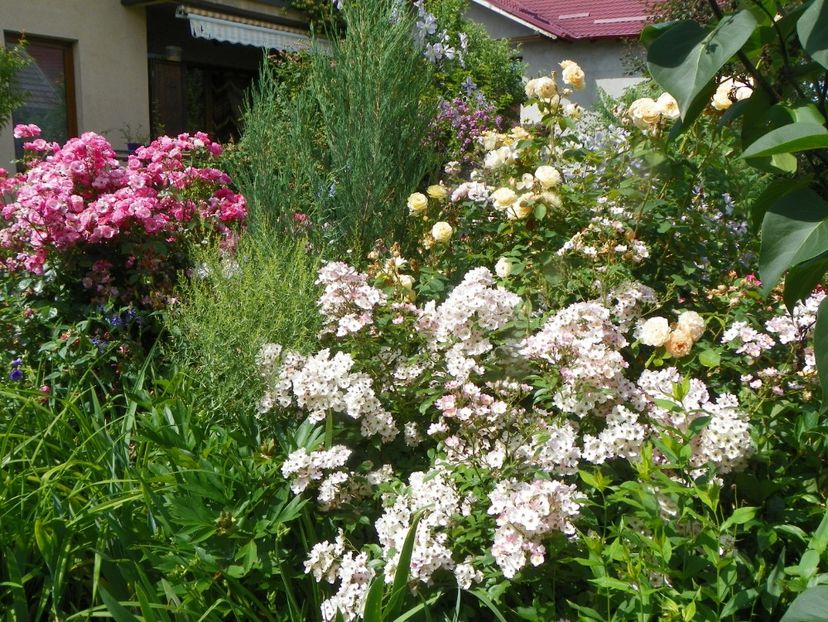 25 iun (9) - Gradina 2019