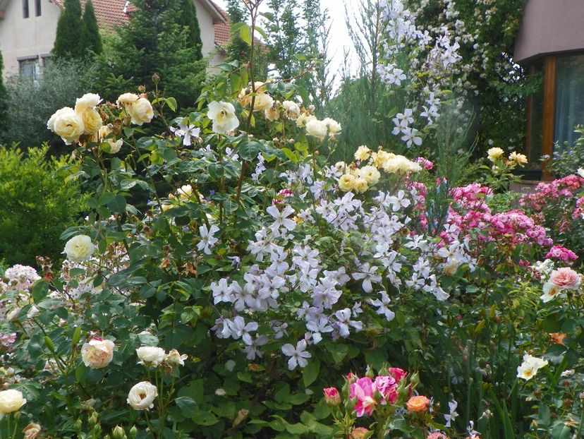 25 iun (11) - Gradina 2019