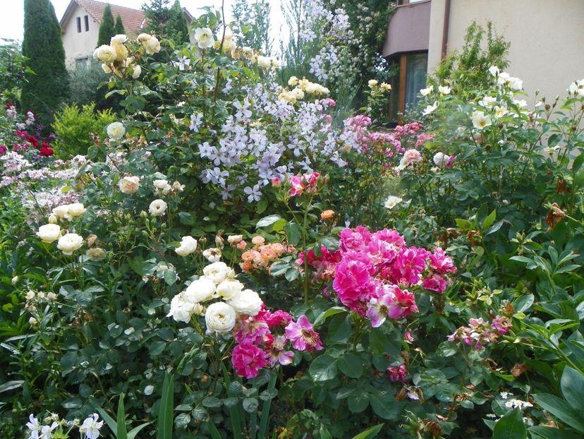 25 iun (13) - Gradina 2019