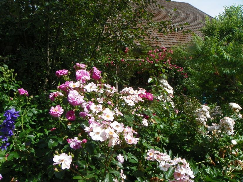 25 iun (33) - Gradina 2019