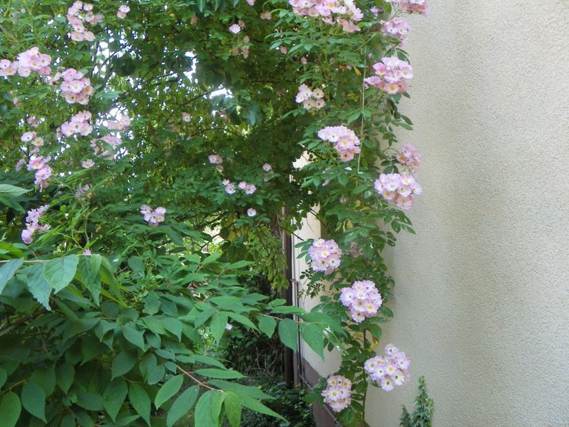 25 iun (43) - Trandafiri 2019