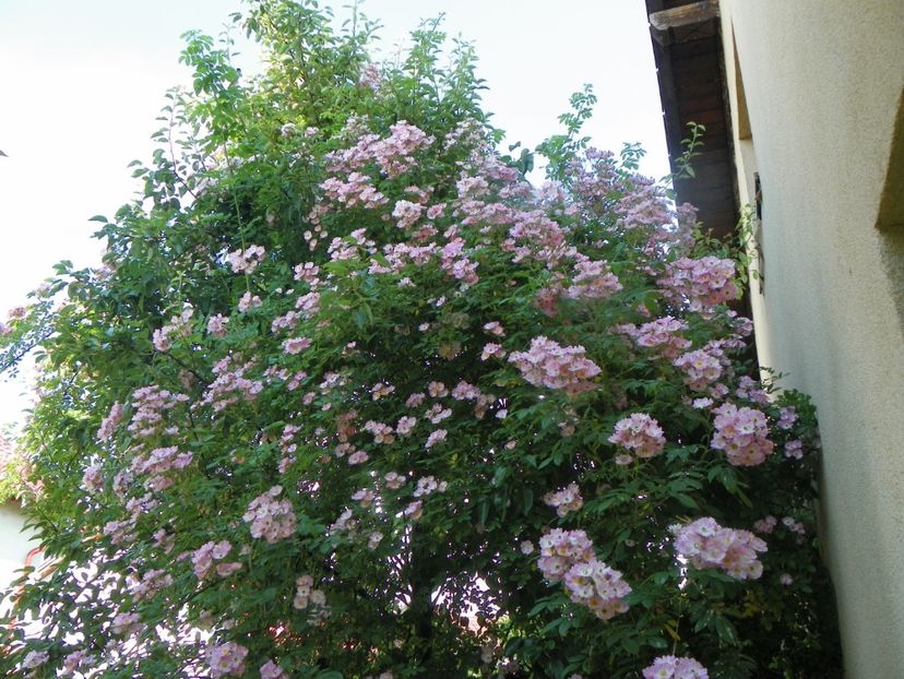 25 iun (44) - Trandafiri 2019