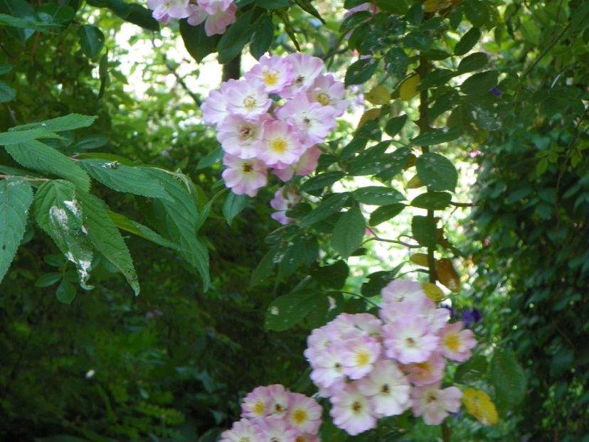 25 iun (45) - Trandafiri 2019