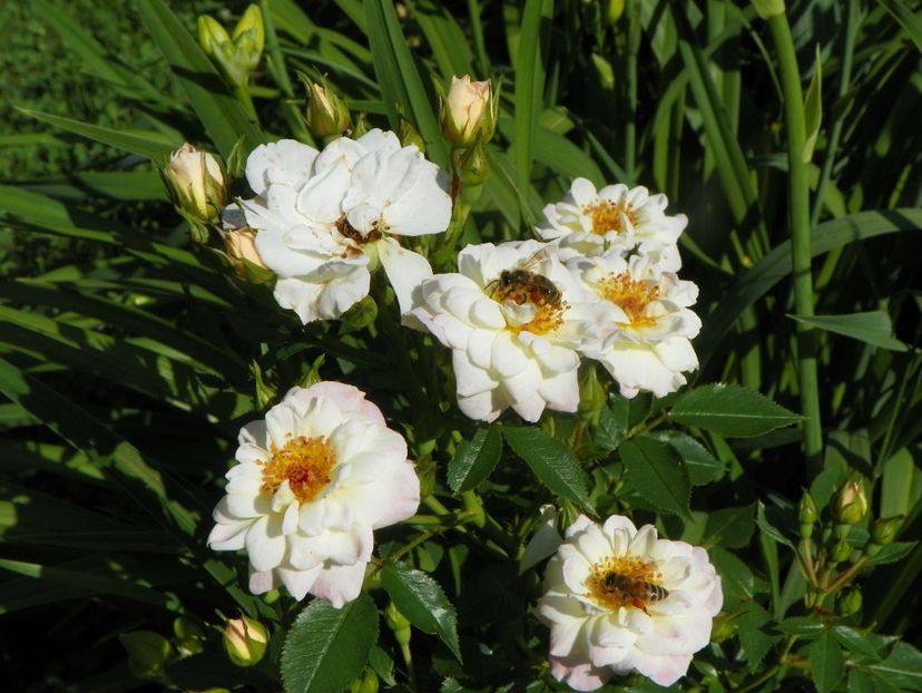 25 iun (52) - Trandafiri 2019