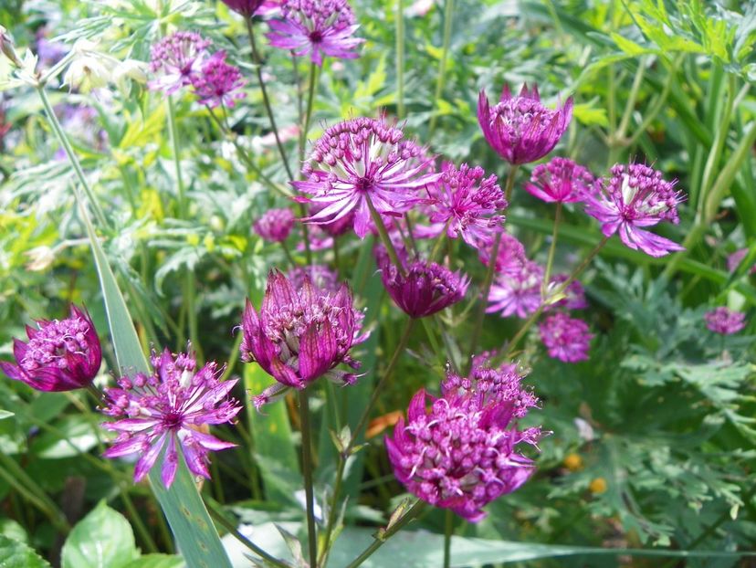 25 iun (15) - Vara 2019