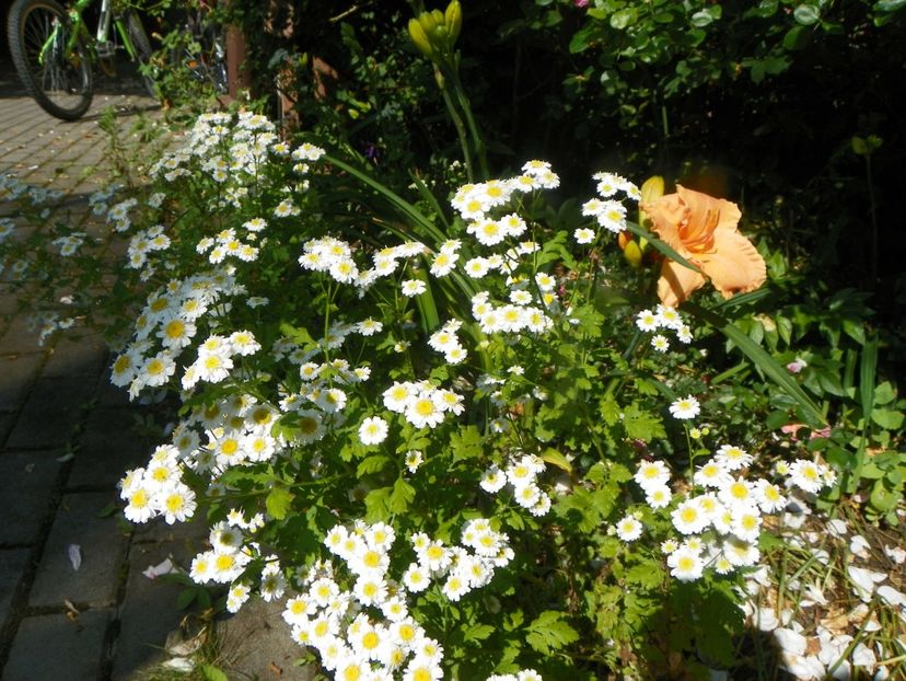 25 iun (39) - Vara 2019