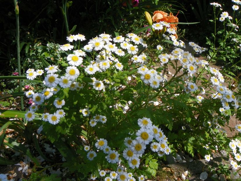 25 iun (40) - Vara 2019