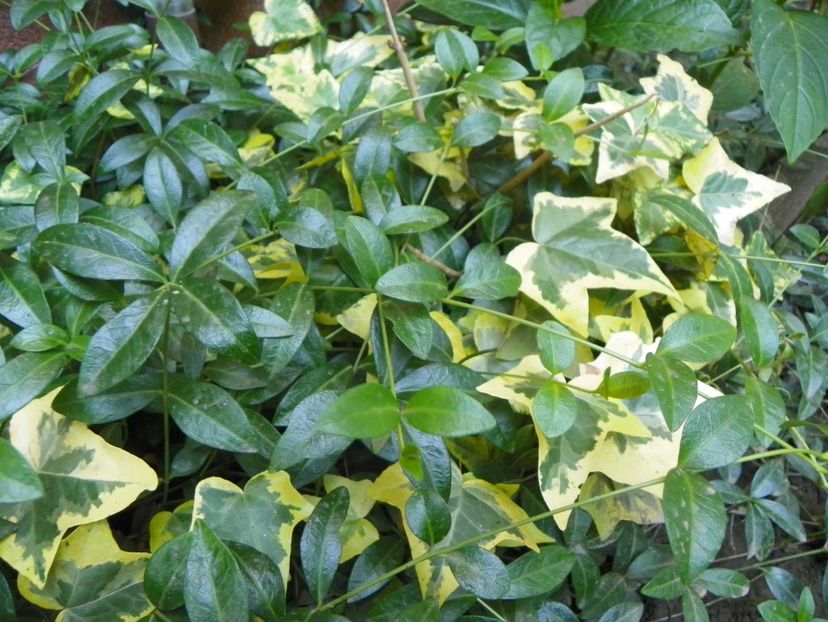 25 iun (47) - Vara 2019