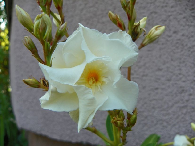 29 iun (69) - Vara 2019