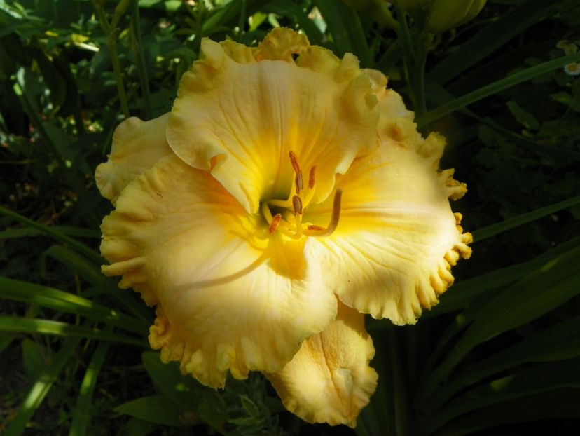 29 iun (64) - Hemerocallis 2019