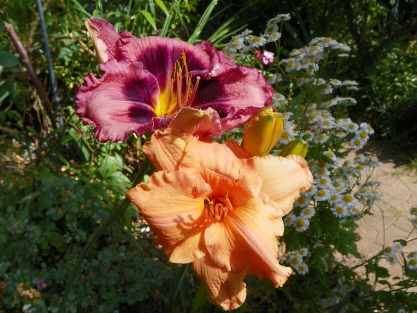 29 iun (65) - Hemerocallis 2019