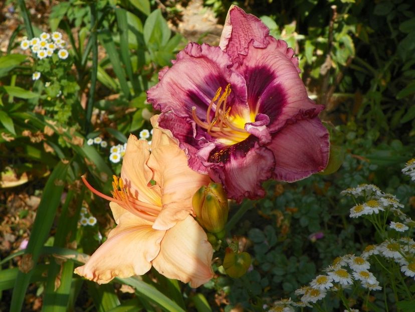 29 iun (67) - Hemerocallis 2019