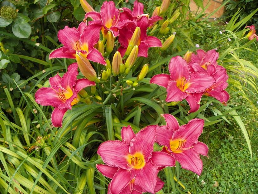 4 iul (2) - Hemerocallis 2019