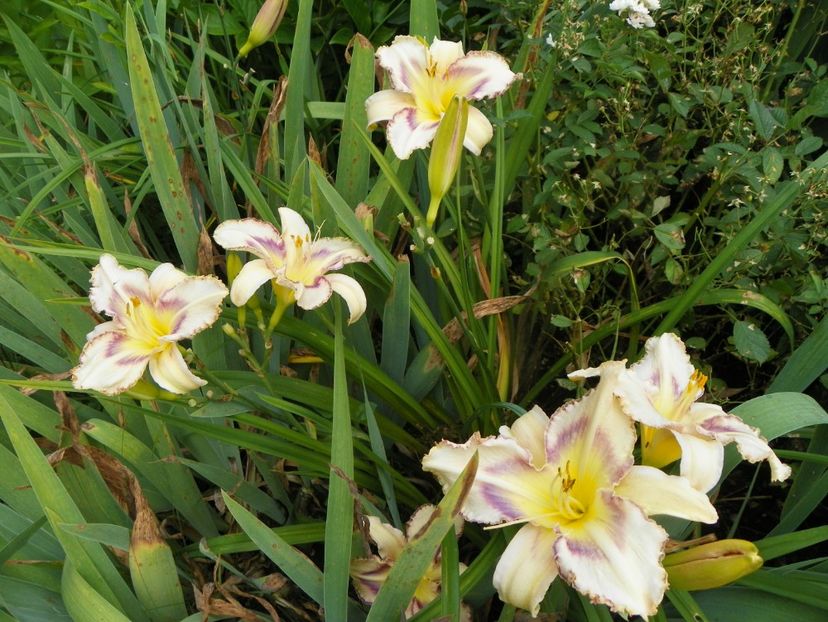 4 iul (3) - Hemerocallis 2019