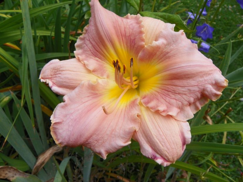 4 iul (10) - Hemerocallis 2019