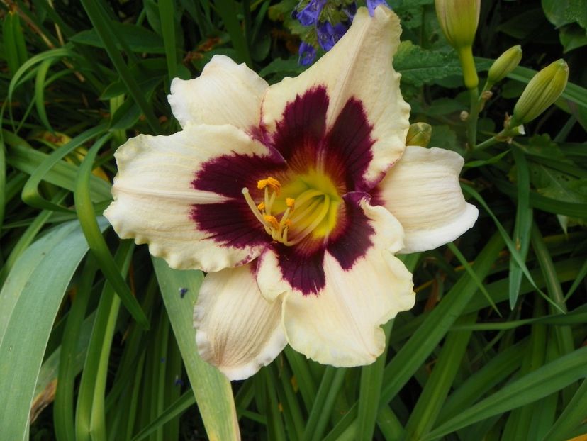 4 iul (14) - Hemerocallis 2019