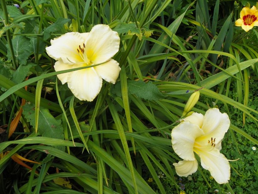 4 iul (18) - Hemerocallis 2019