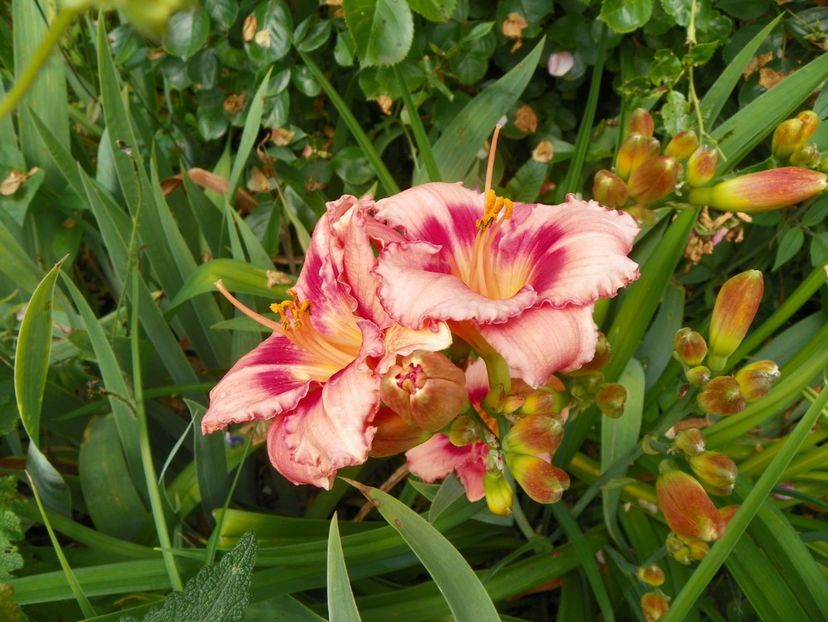 4 iul (19) - Hemerocallis 2019
