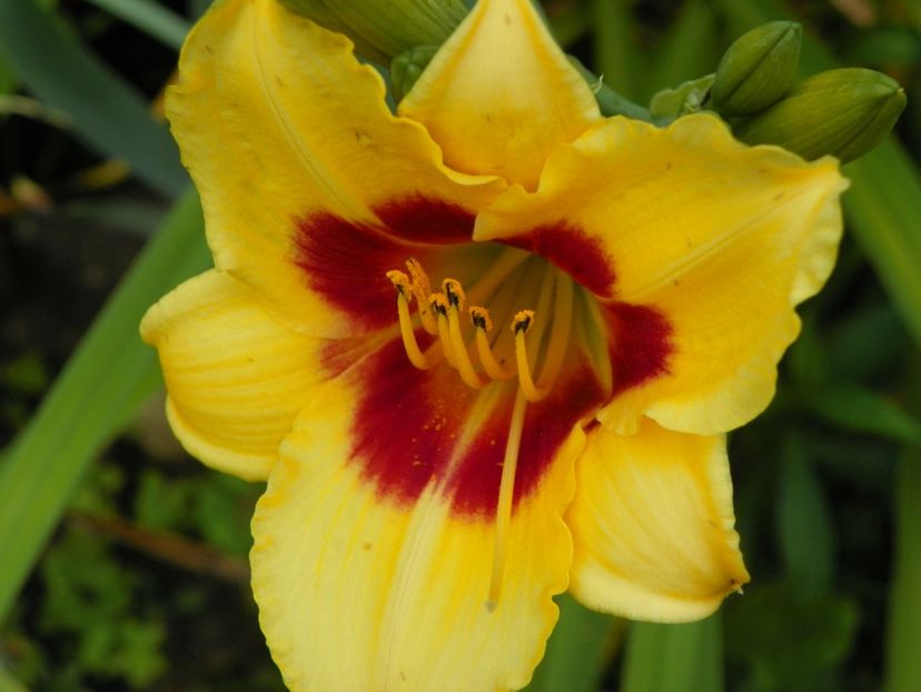 4 iul (21) - Hemerocallis 2019