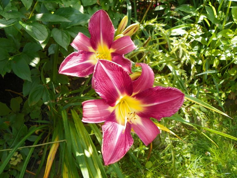 4 iul (25) - Hemerocallis 2019