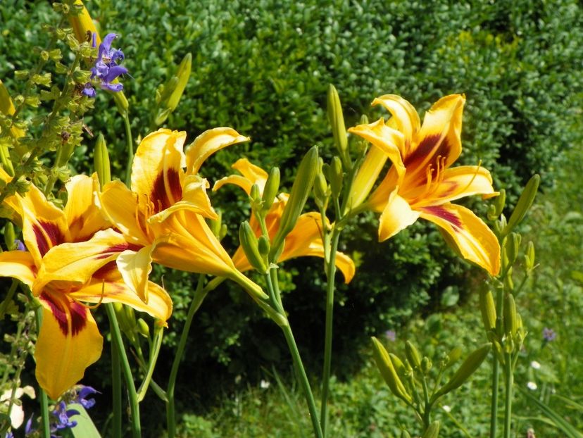 4 iul (29) - Hemerocallis 2019