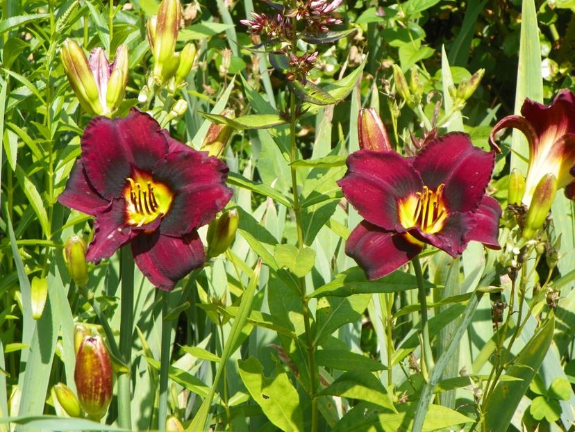 4 iul (30) - Hemerocallis 2019