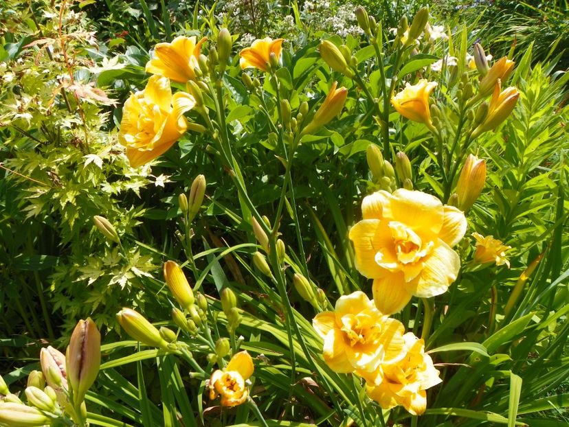 4 iul (31) - Hemerocallis 2019