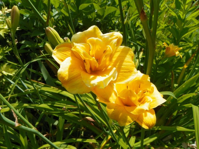 4 iul (32) - Hemerocallis 2019