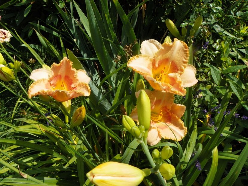 4 iul (33) - Hemerocallis 2019