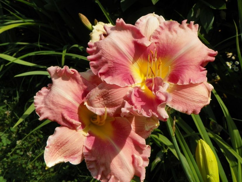 4 iul (34) - Hemerocallis 2019