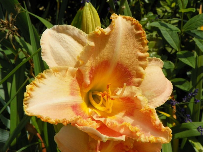 4 iul (35) - Hemerocallis 2019
